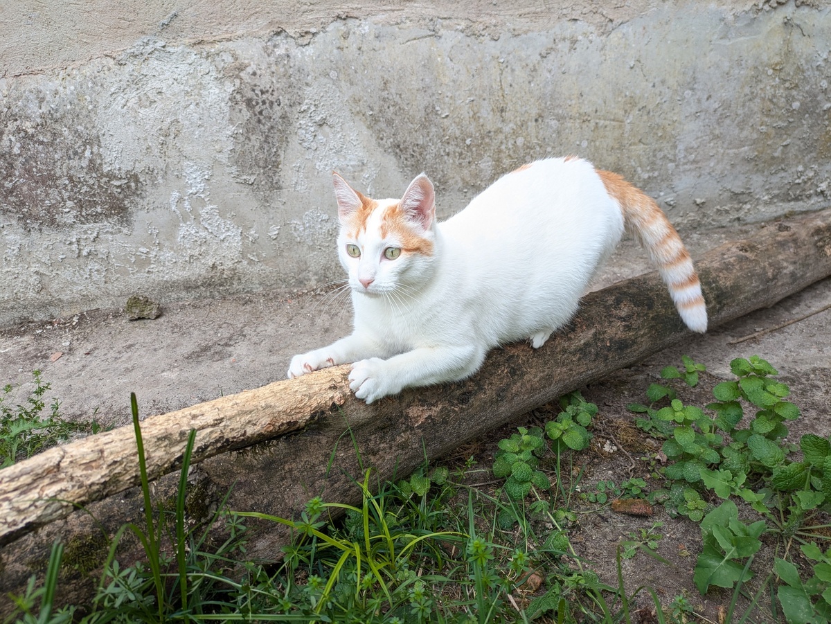 Adoption Biobie