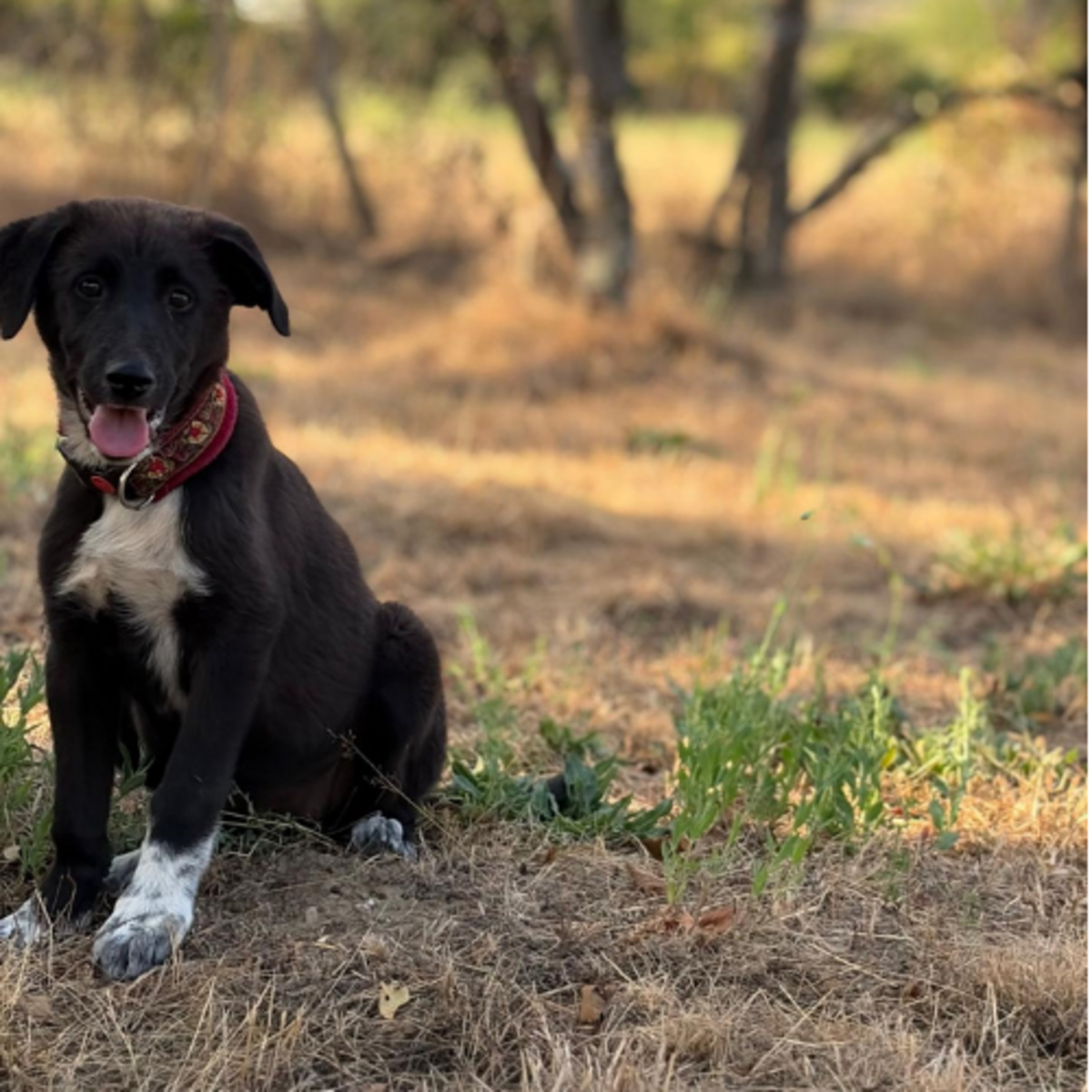Adoption NALA
