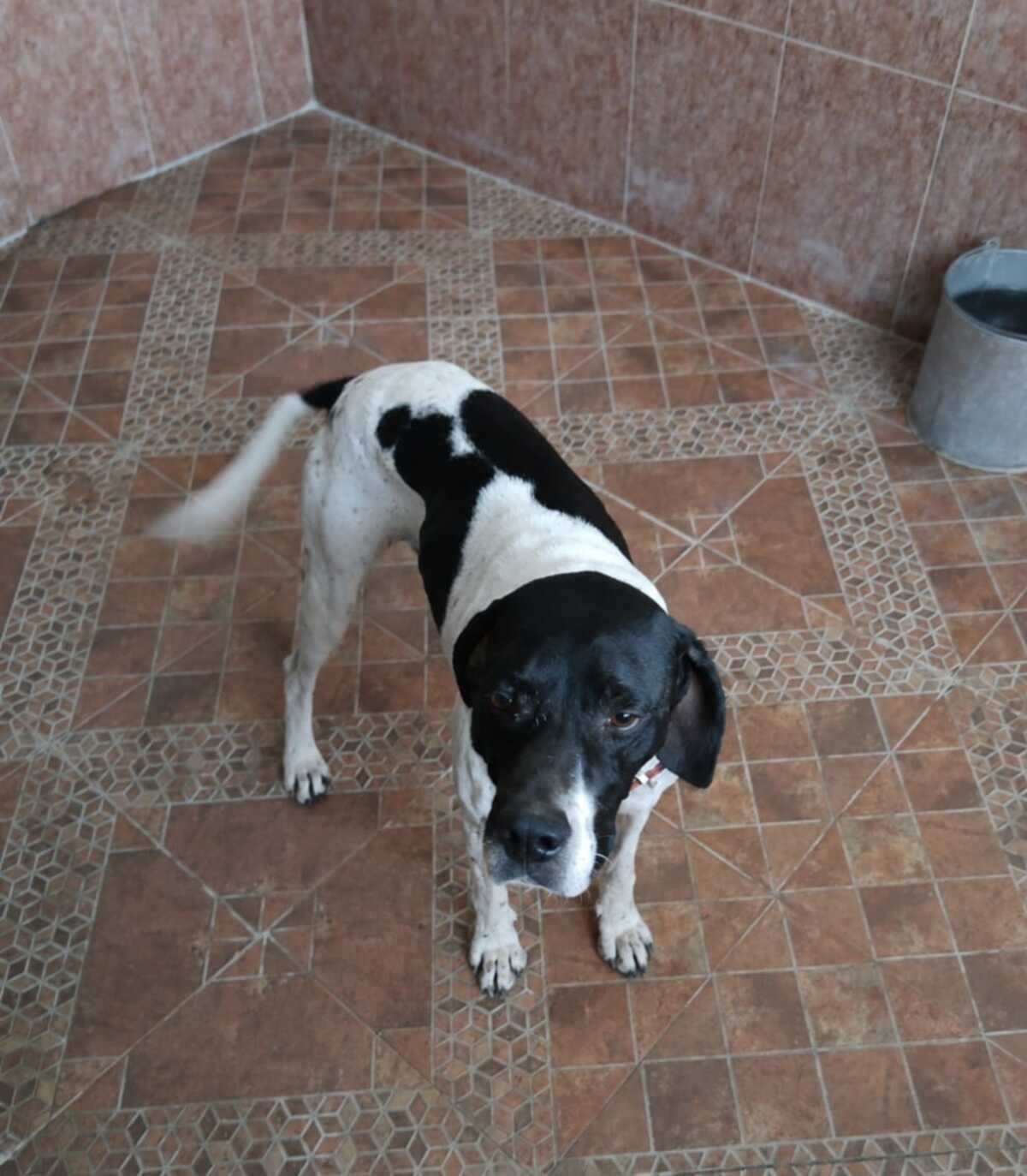 Adoption Diper