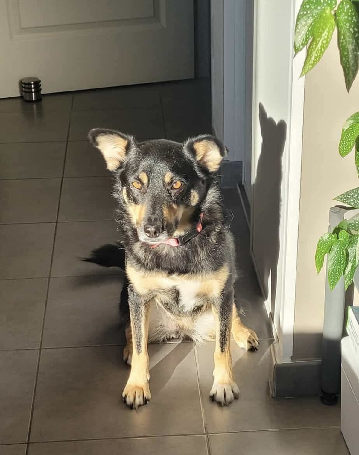 Adoption Talya