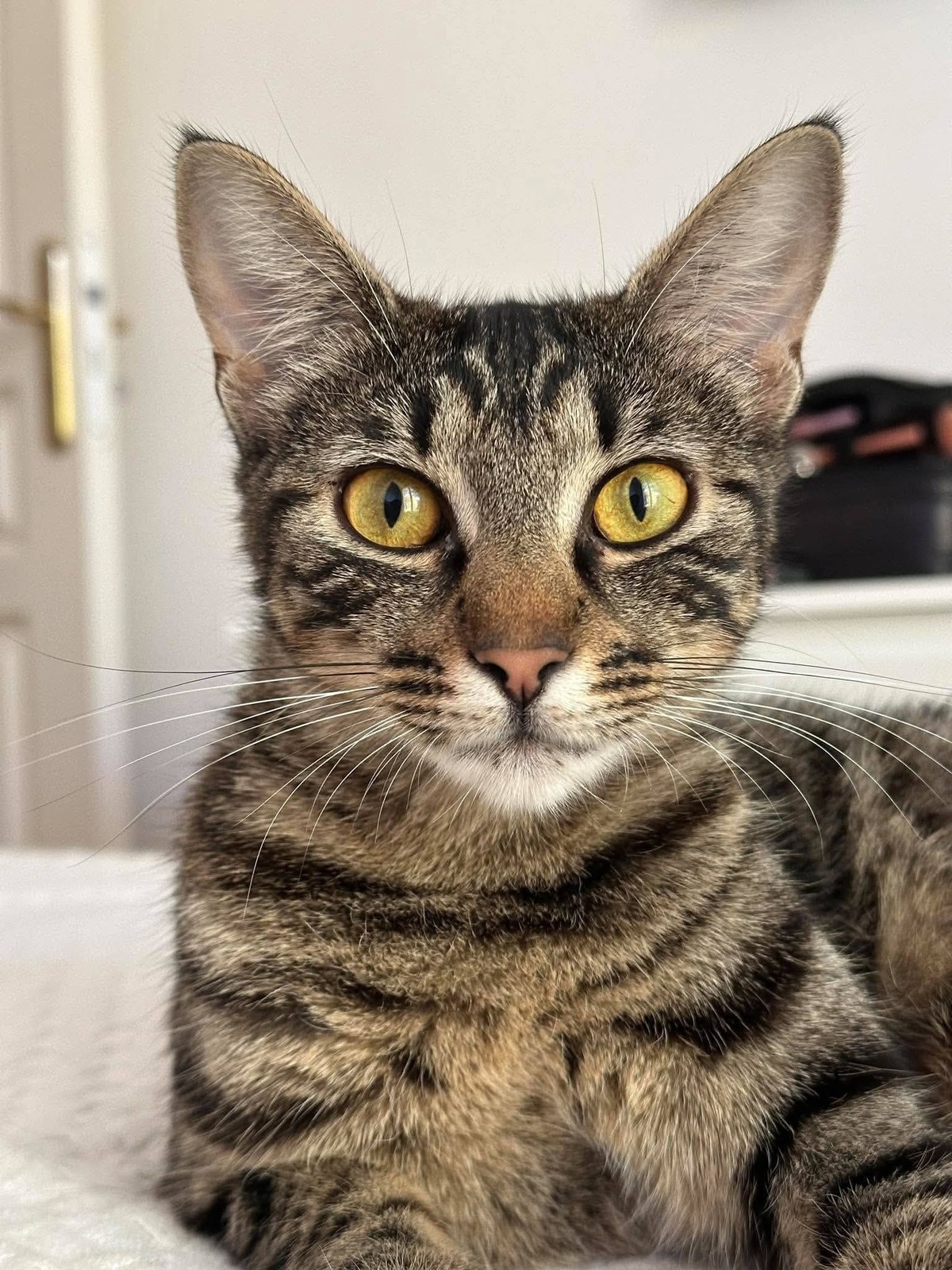 Adoption Lola