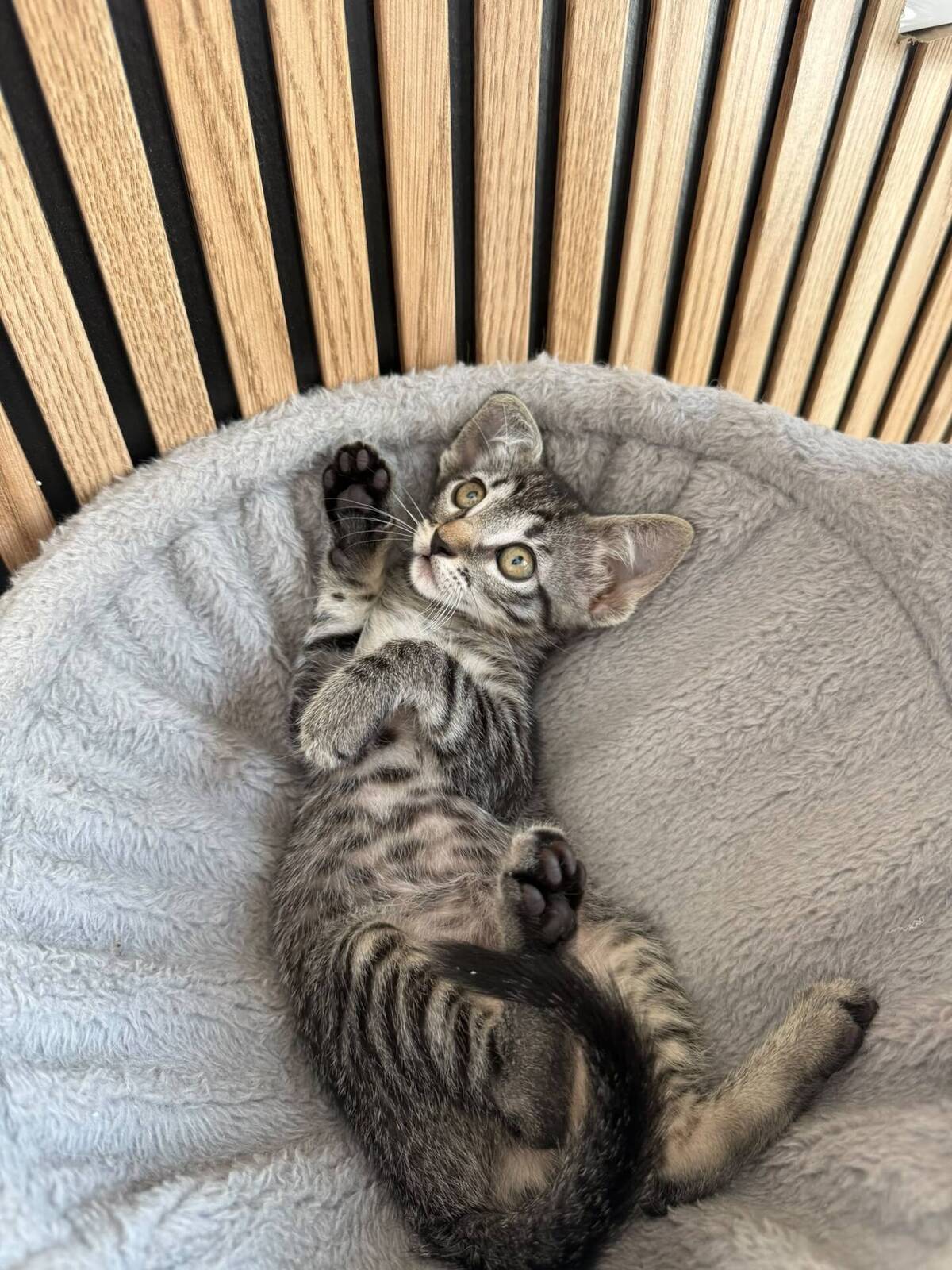 Adoption Juana