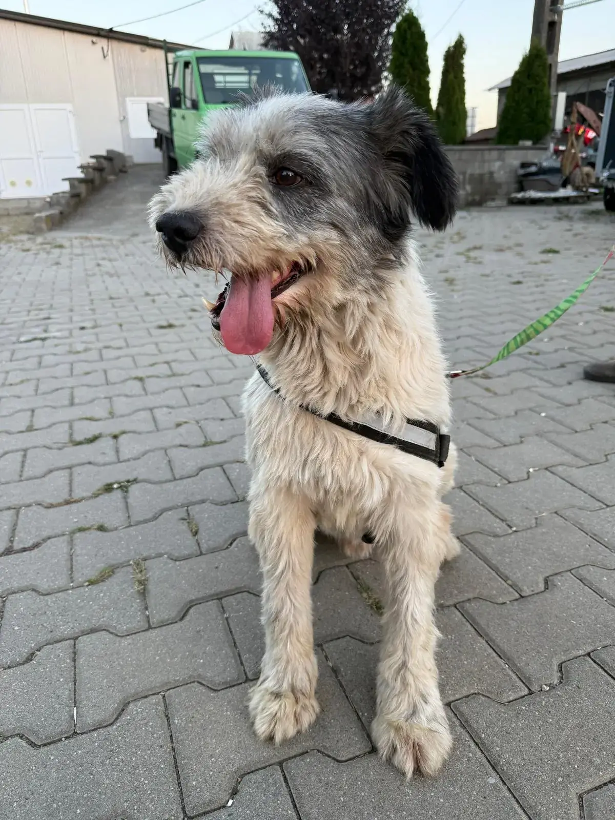 Adoption Remy