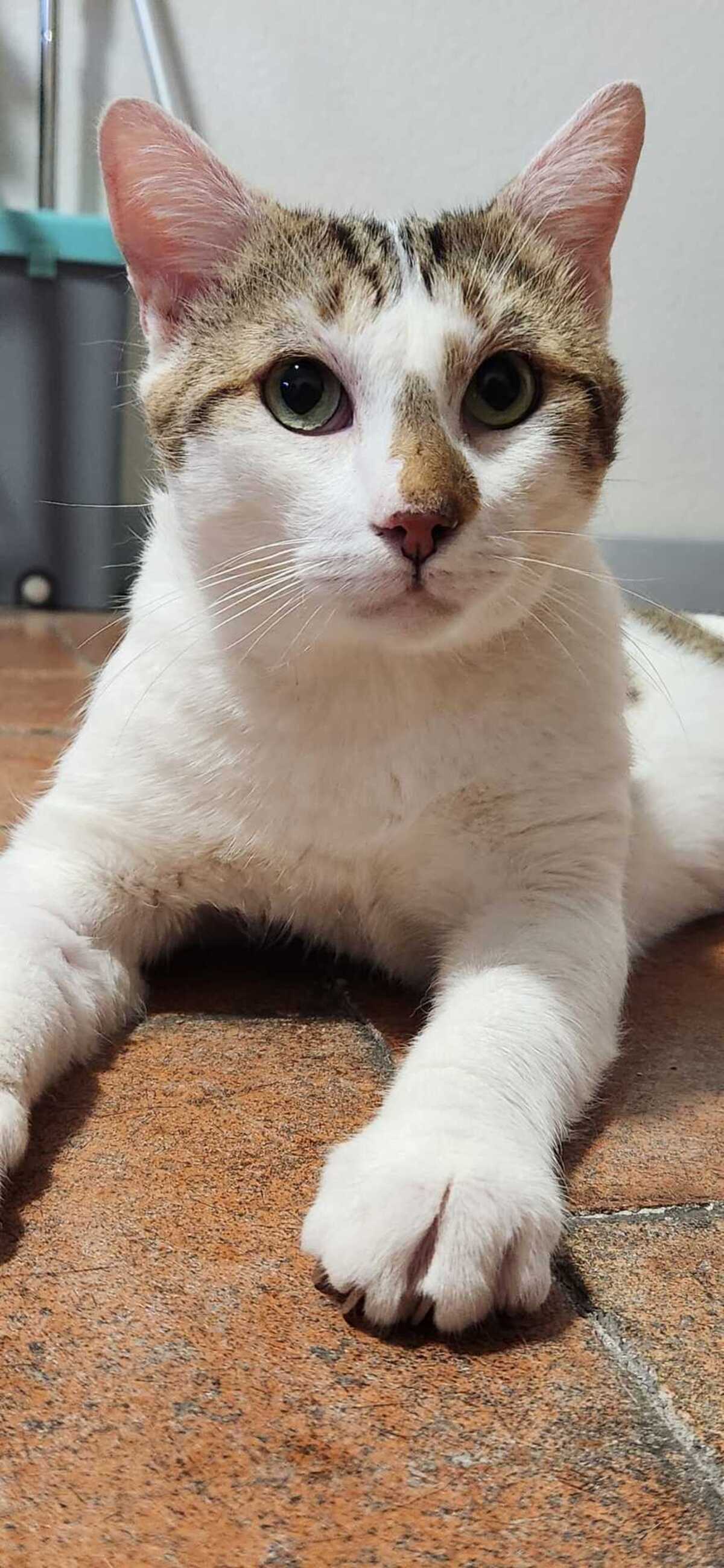 Adoption Basil
