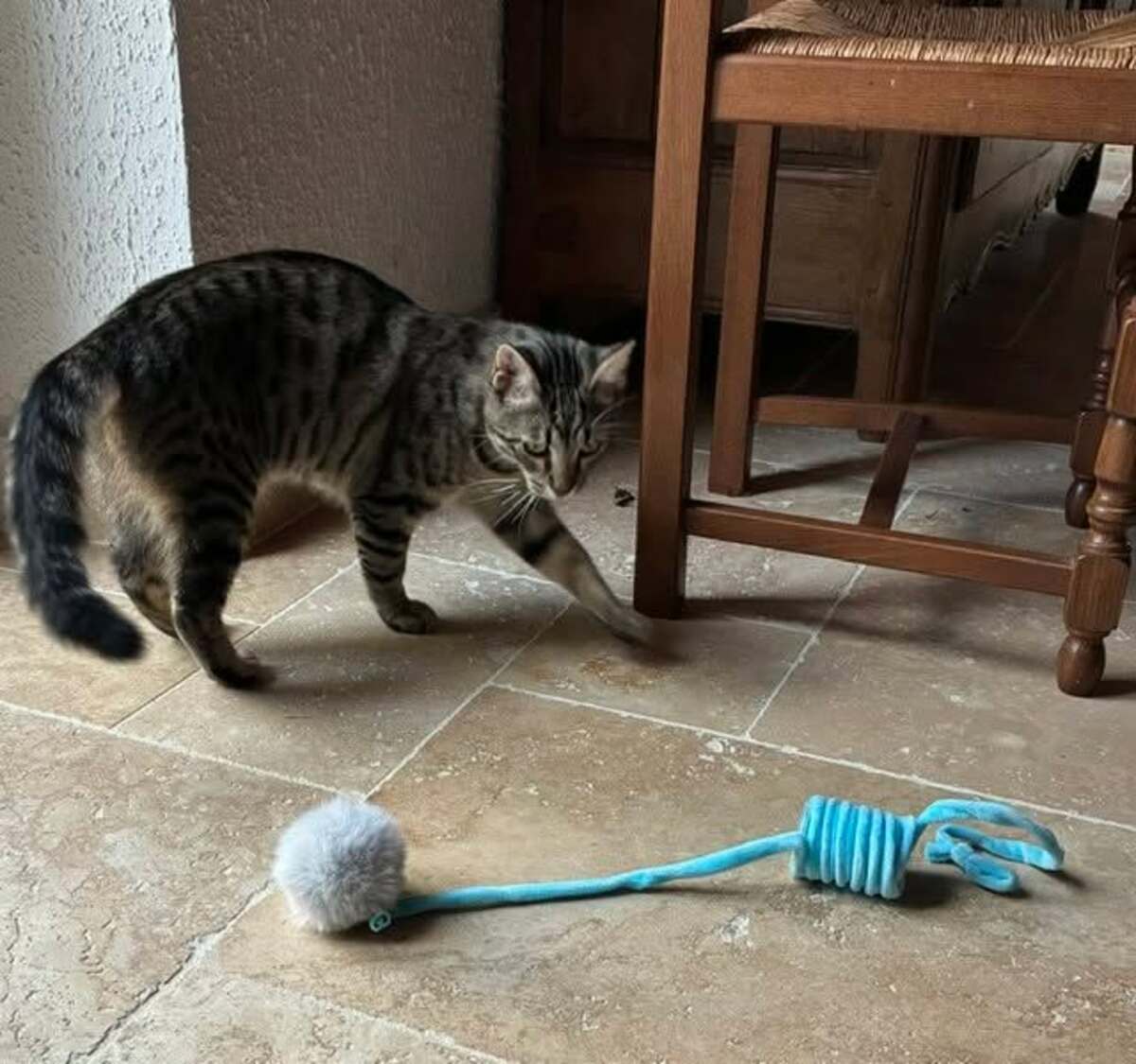 Adoption Basilic°