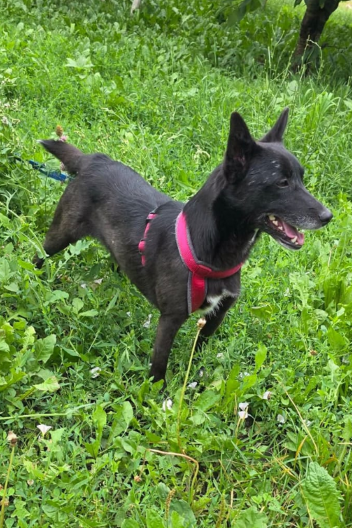 Adoption Nuca