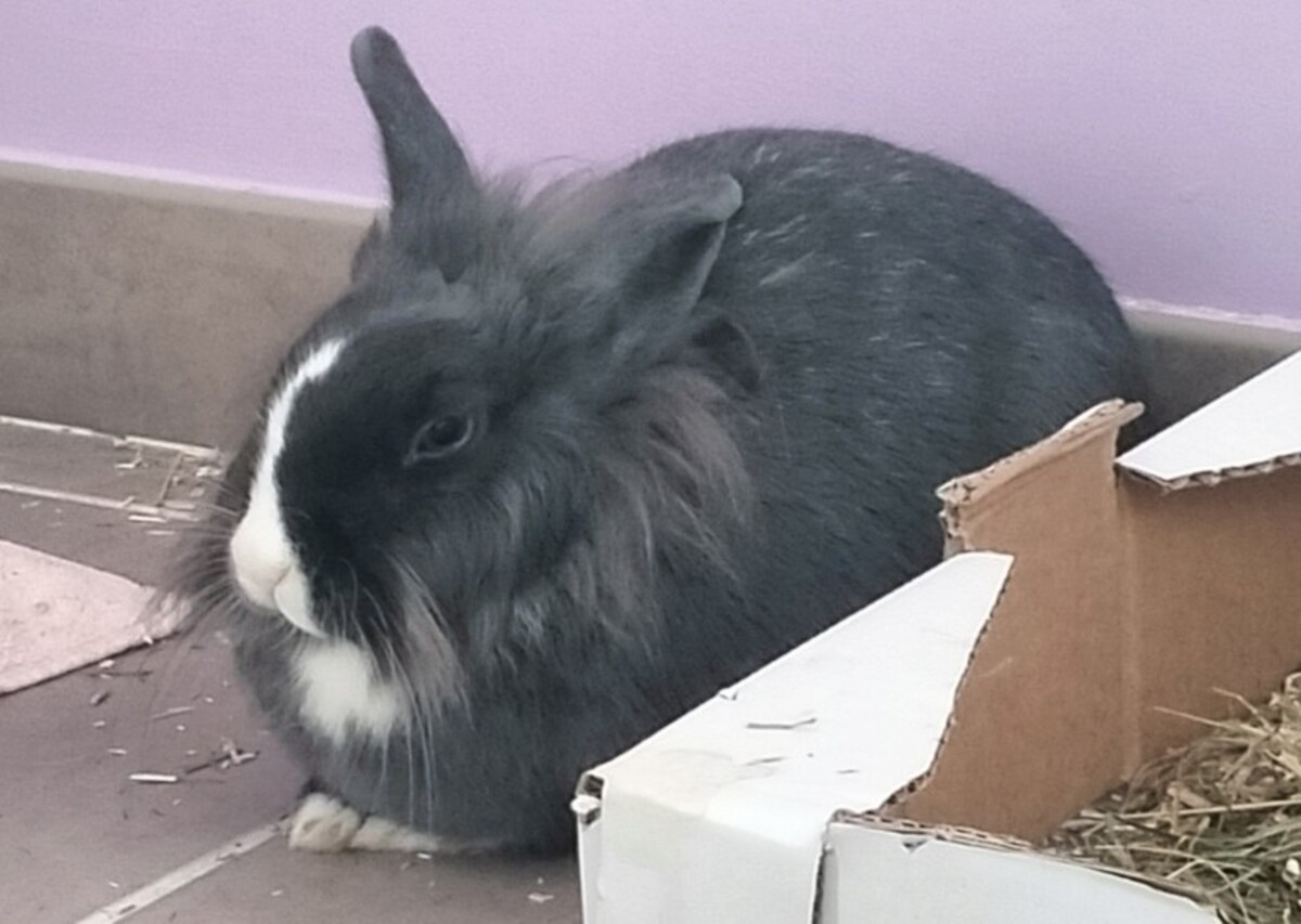 Adoption Milky