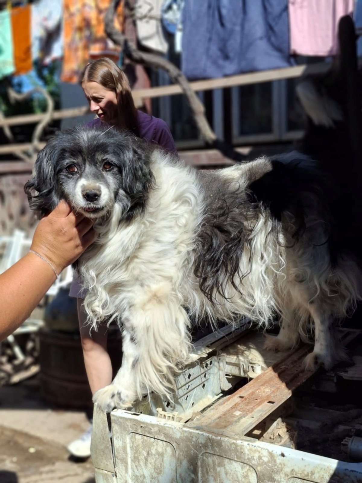 Adoption Fideluta