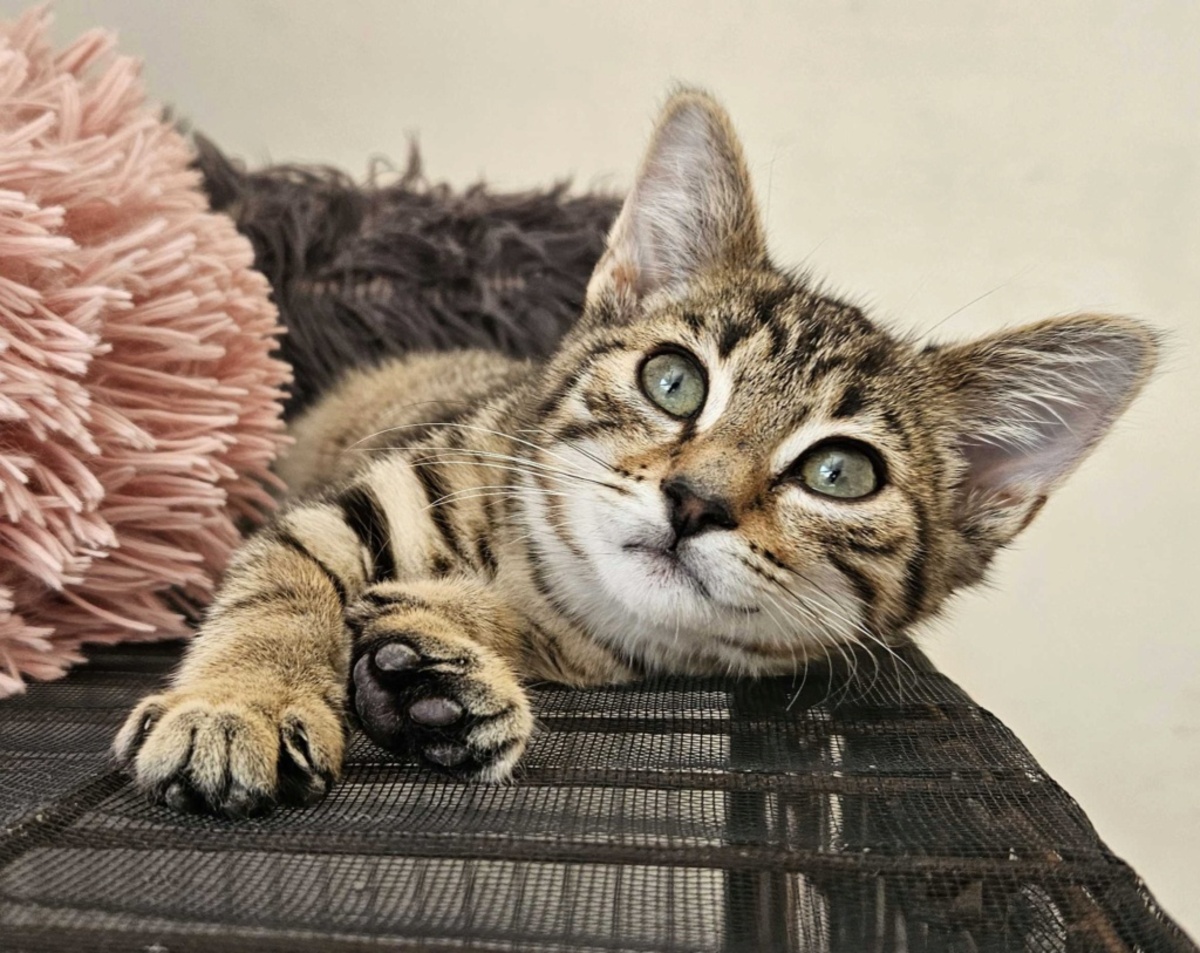 Adoption Bourik