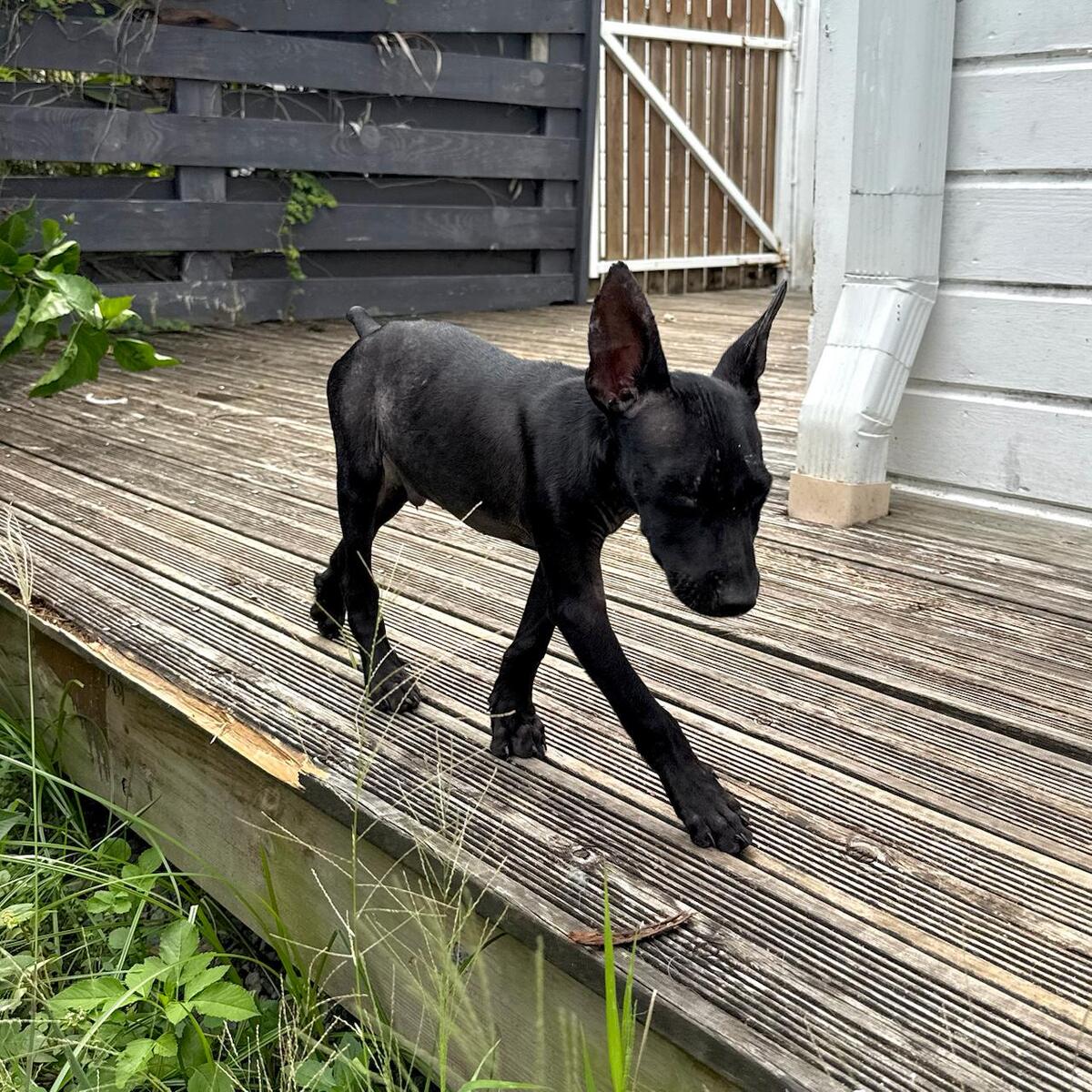 Adoption Marshall