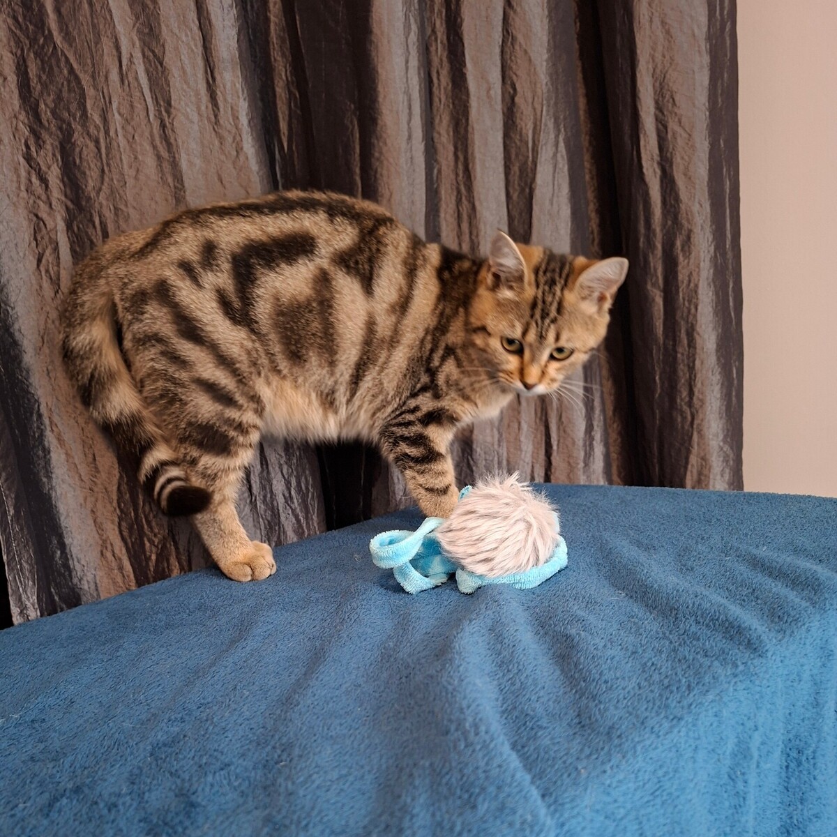 Adoption Mina
