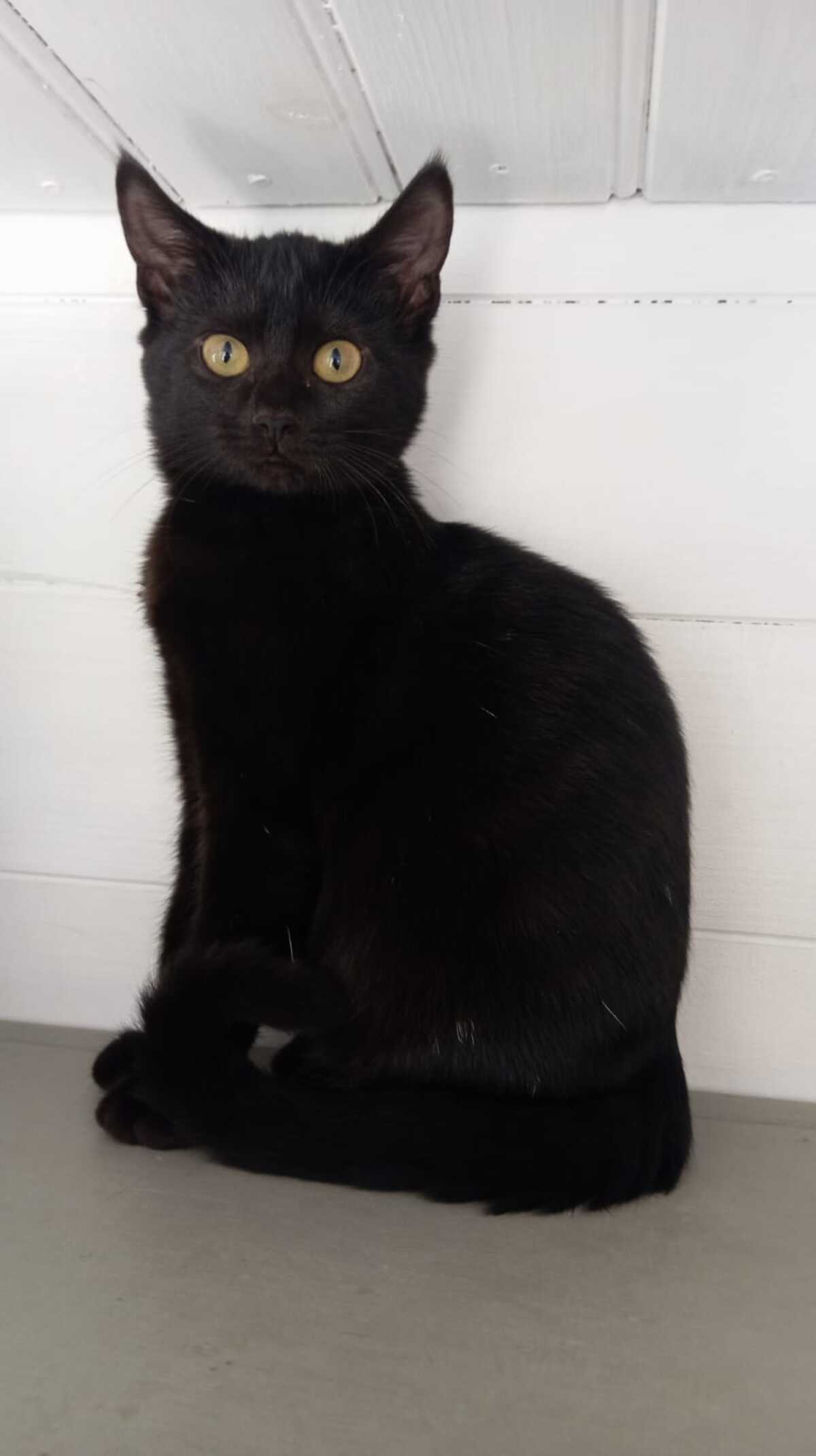 Adoption Nougatine