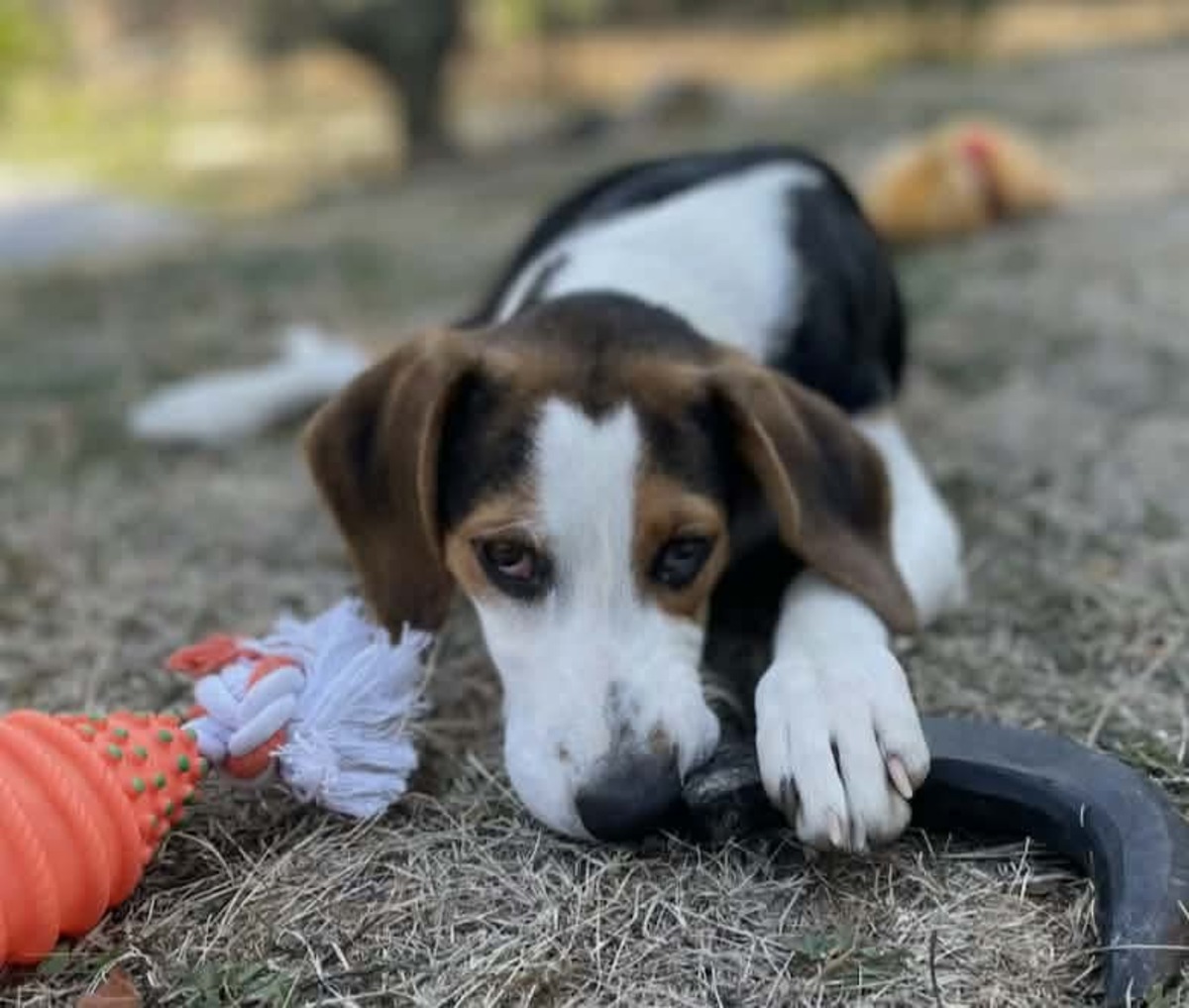 Adoption Zoe