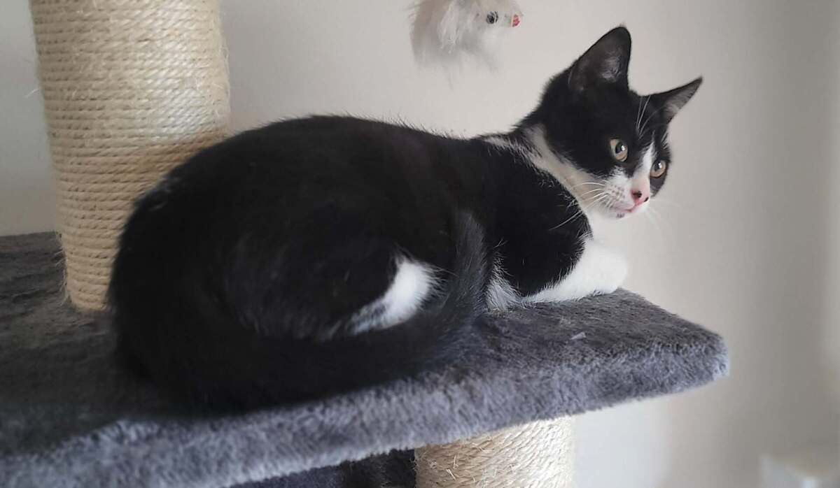 Adoption Banjo