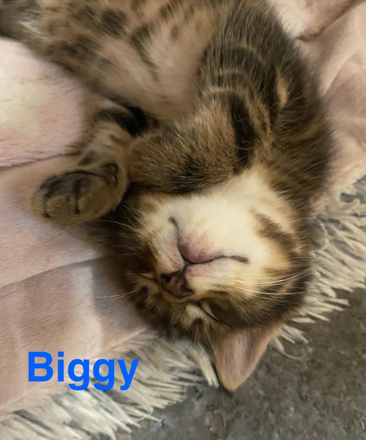 Adoption Biggy