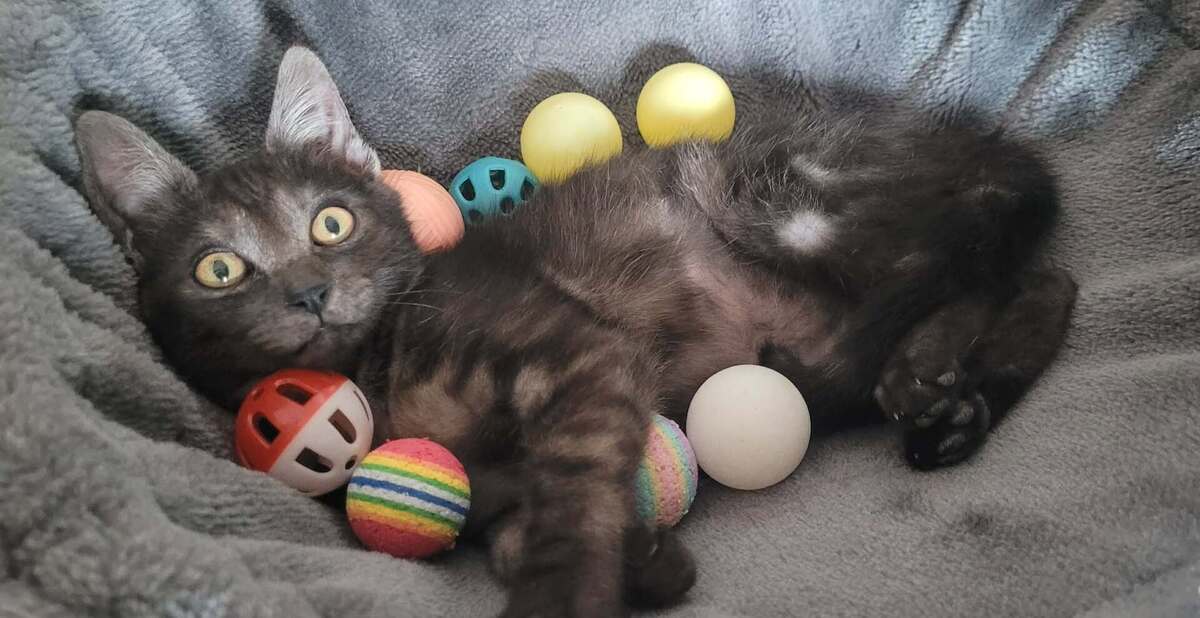 Adoption Balzac