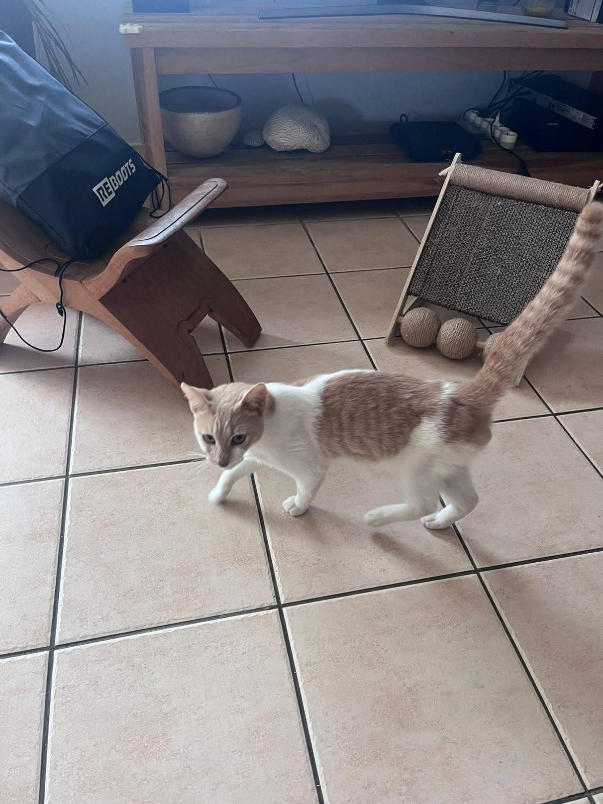 Adoption Rocky