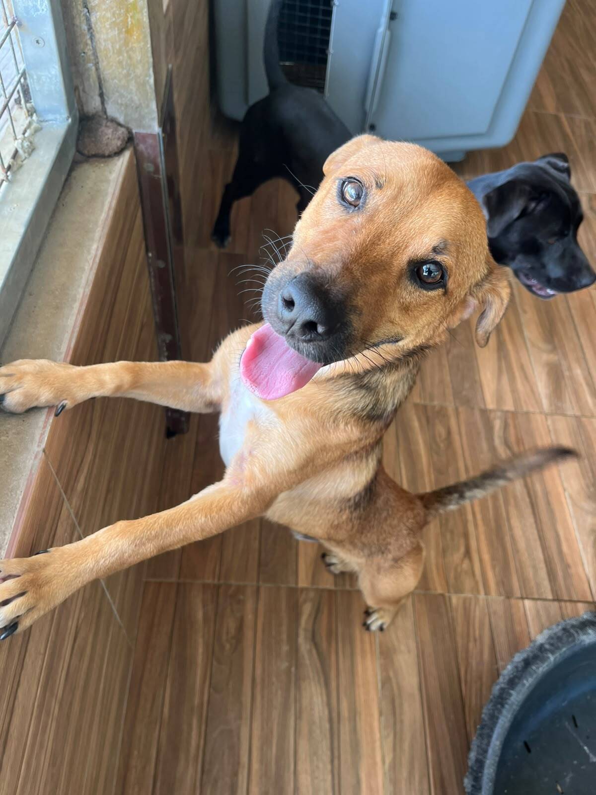 Adoption tiko