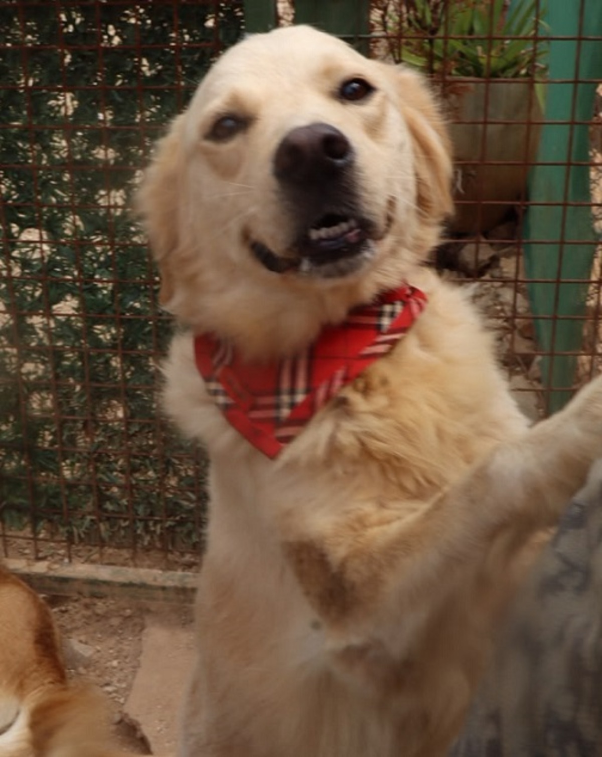 Adoption Teddy
