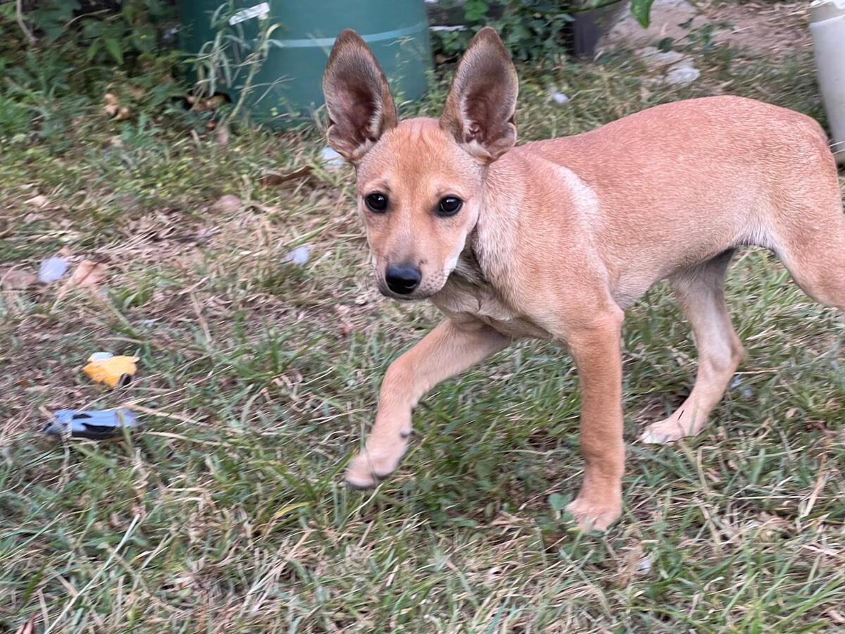 Adoption Hip