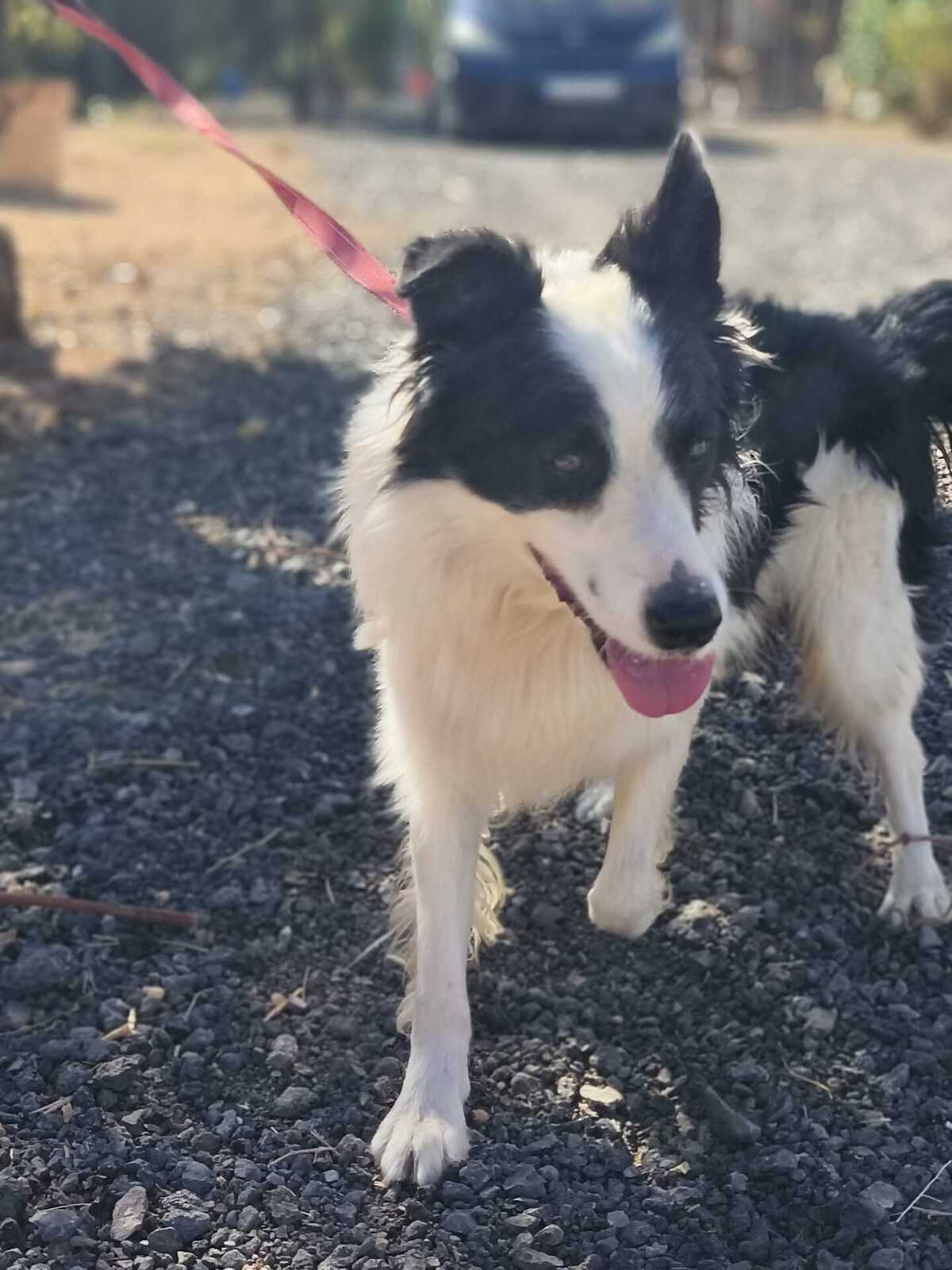 Adoption Emax