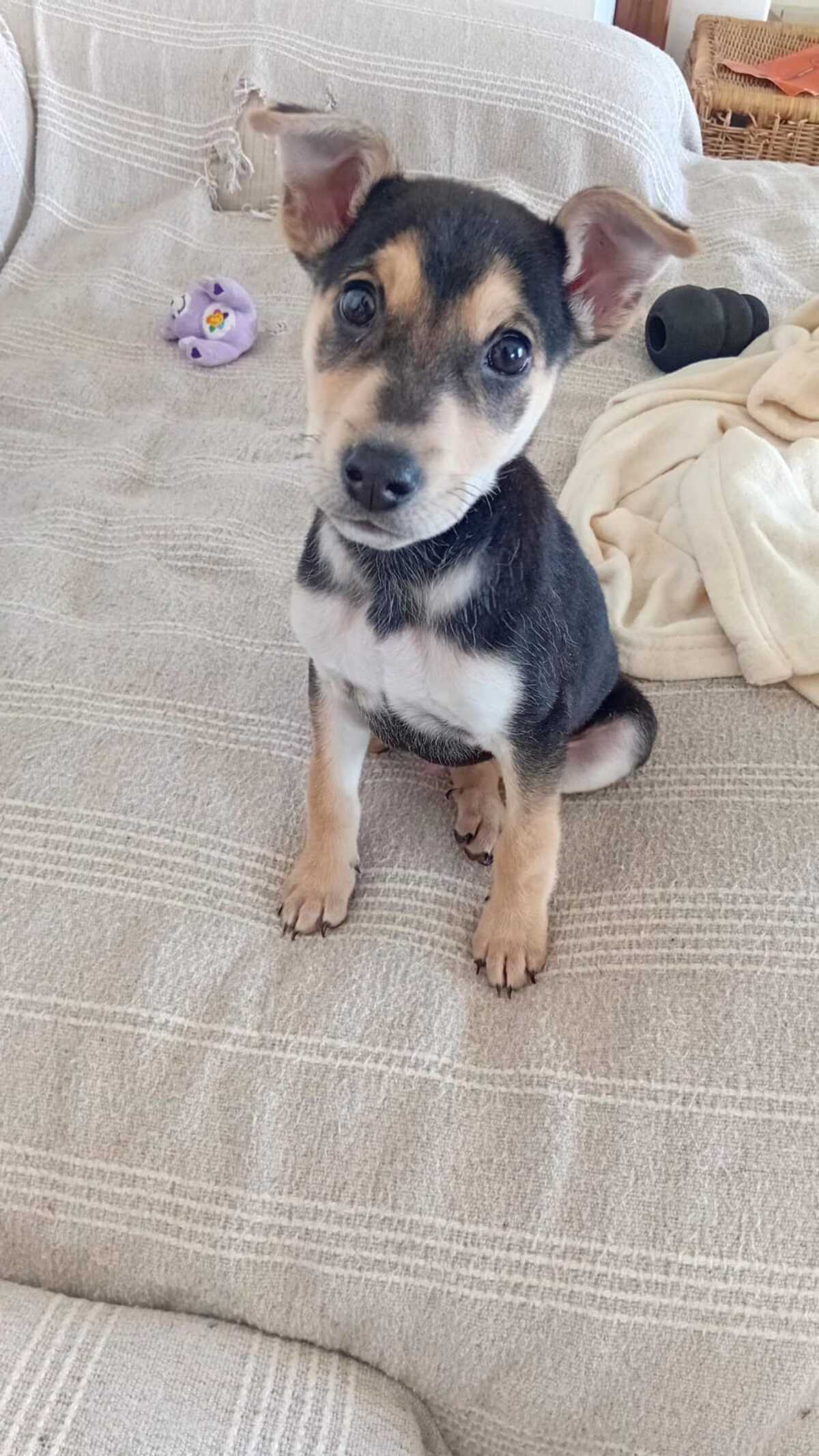 Adoption Nuts