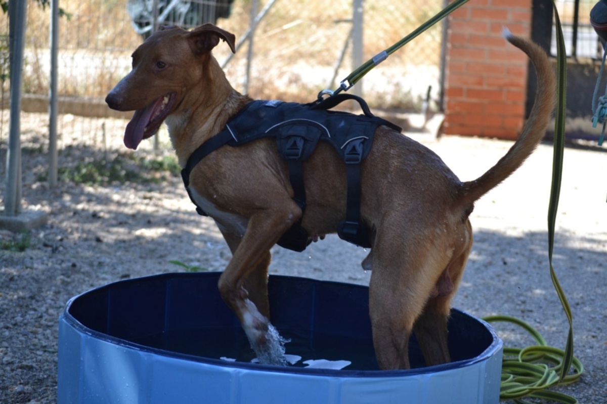 Adoption Coco (ok chat)