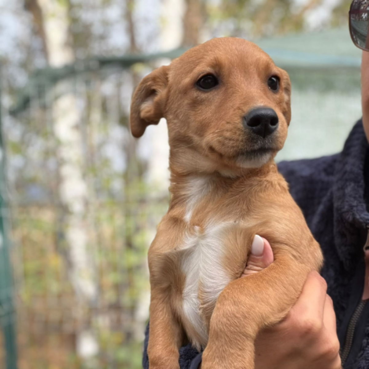 Adoption Bulle