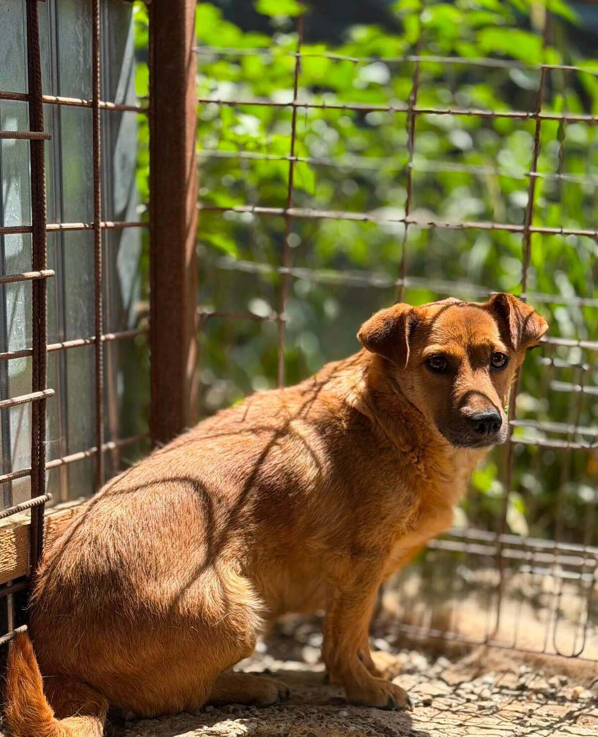 Adoption ATHENA
