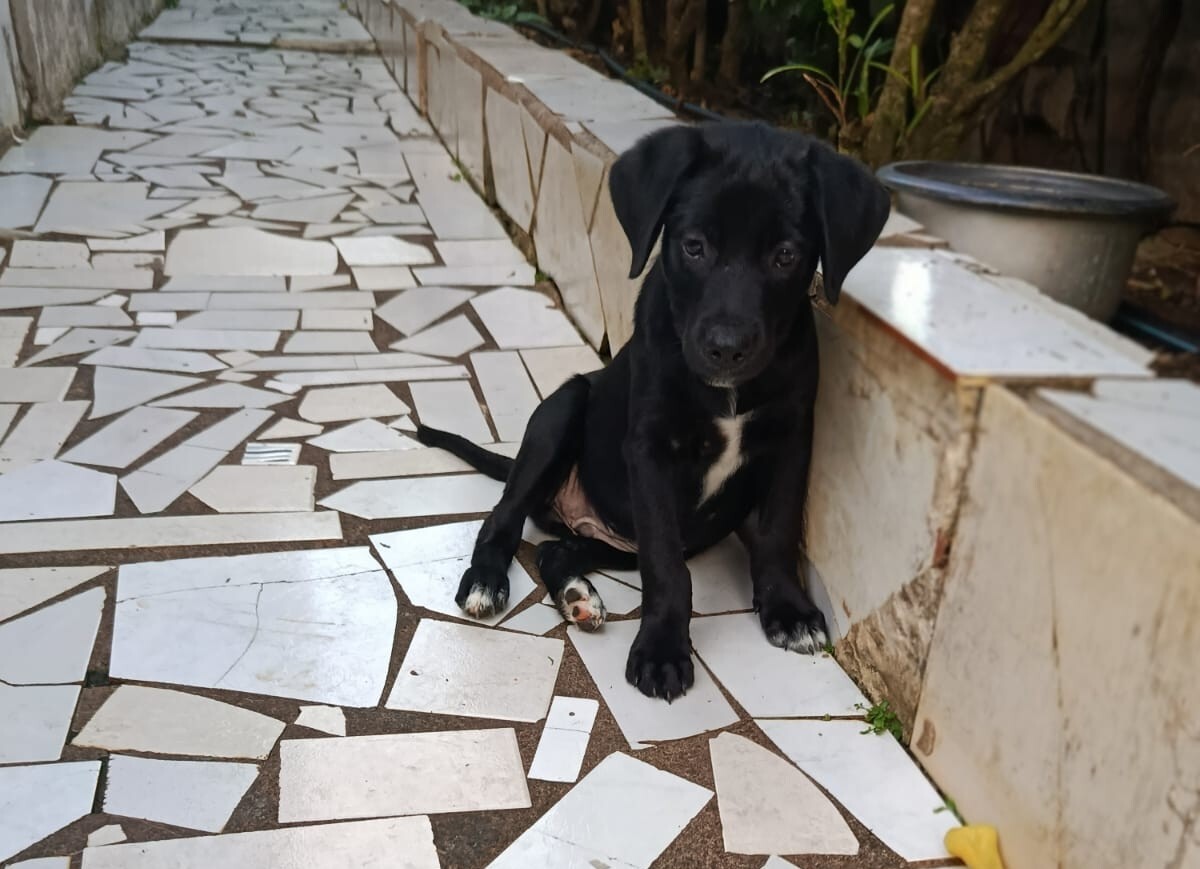 Adoption Bobby