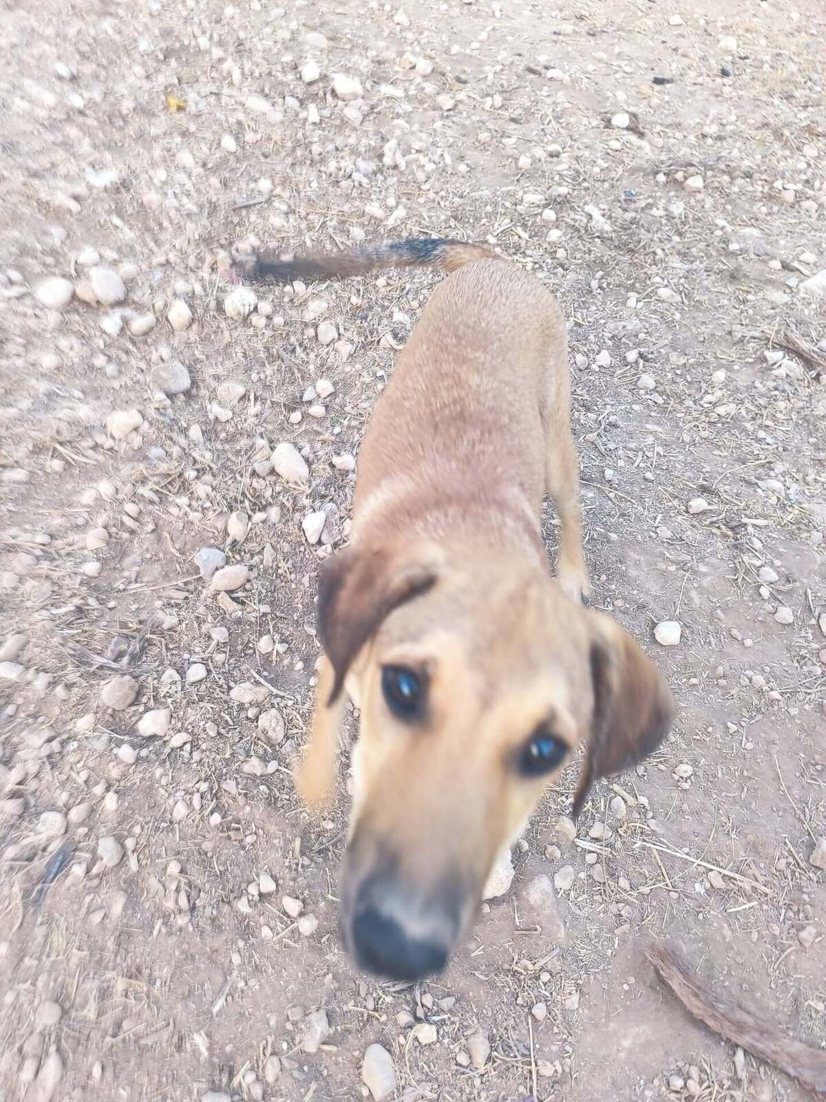 Adoption Vainilla