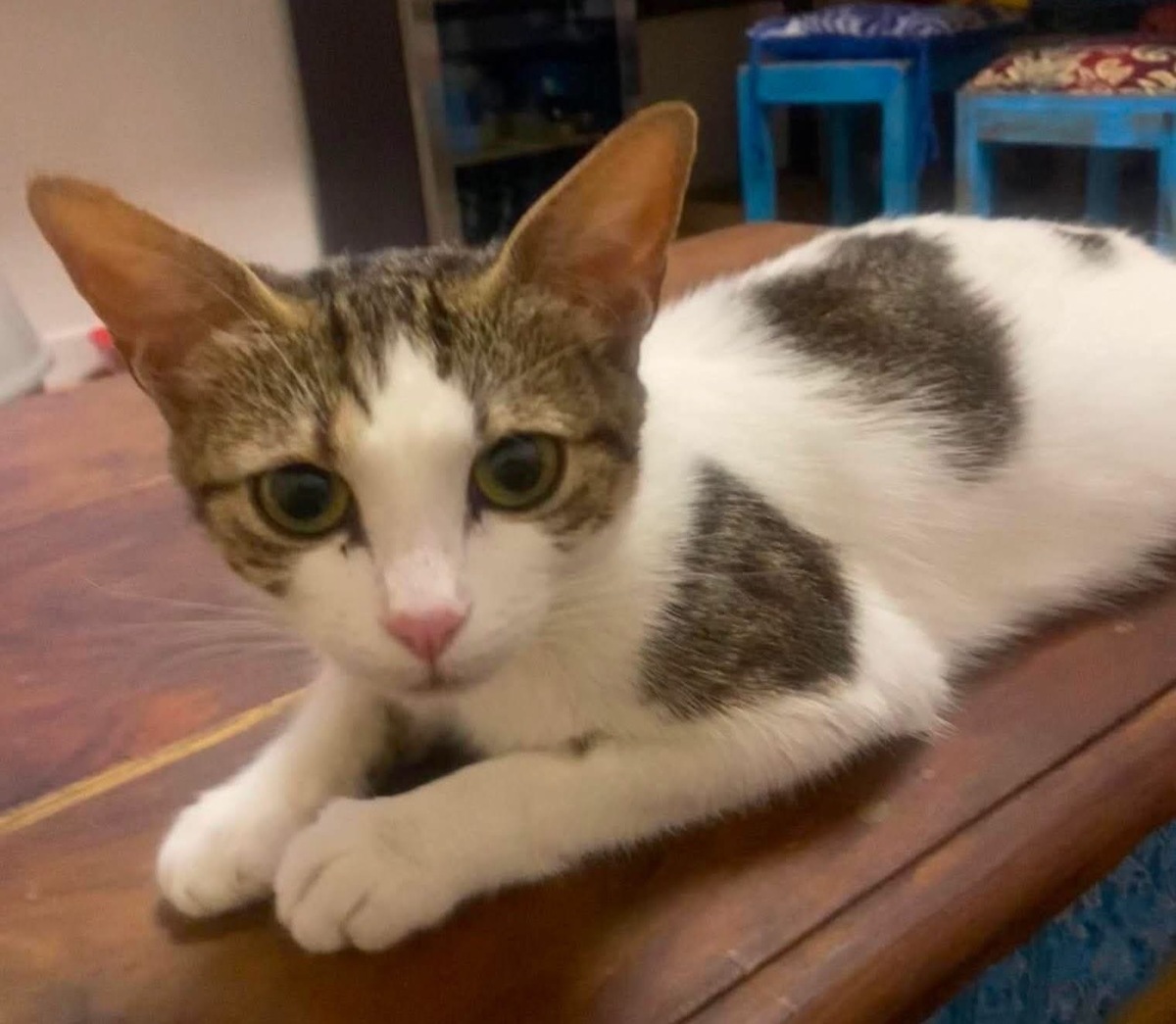 Adoption BADIANE