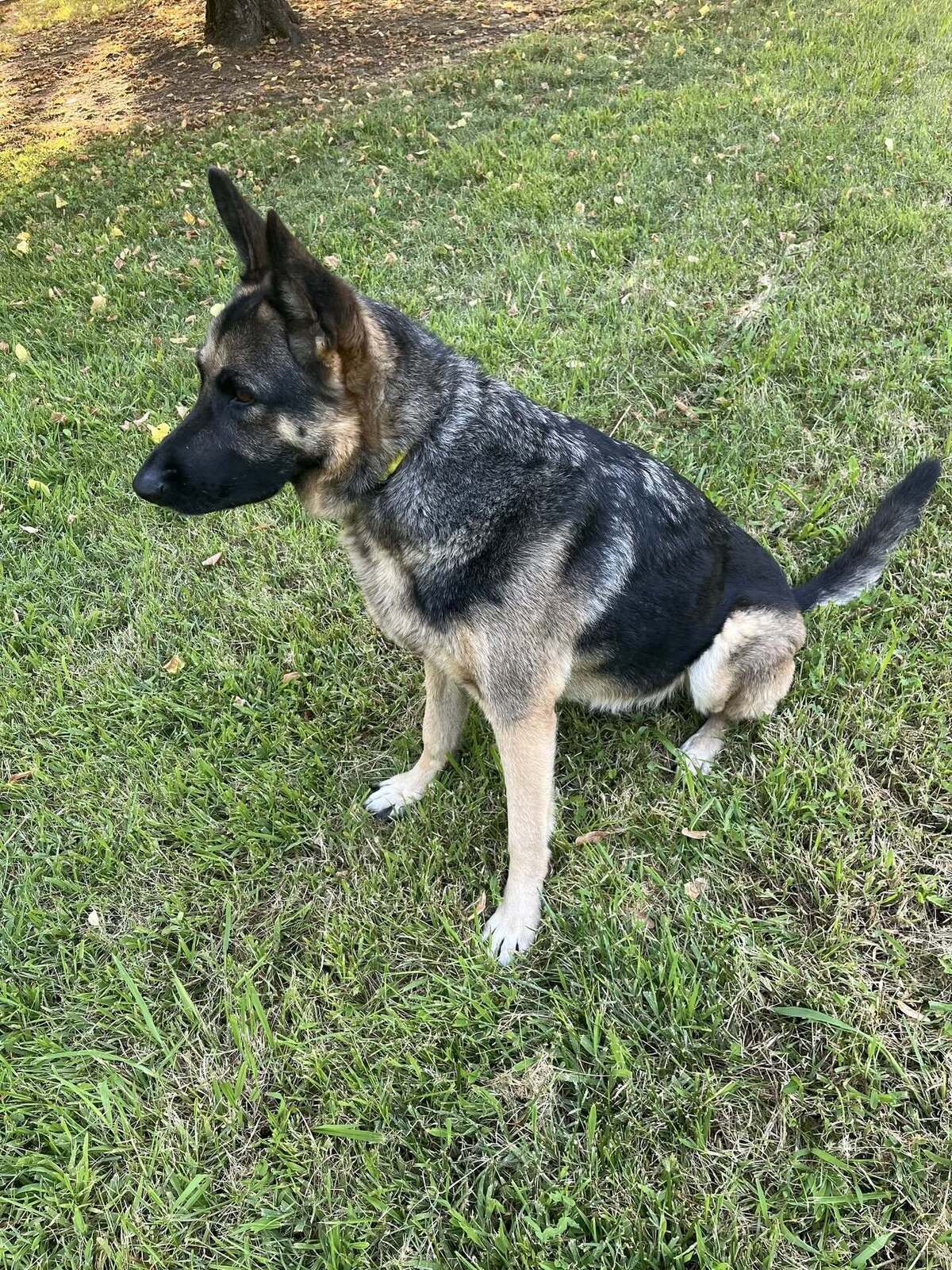 Adoption Suzi