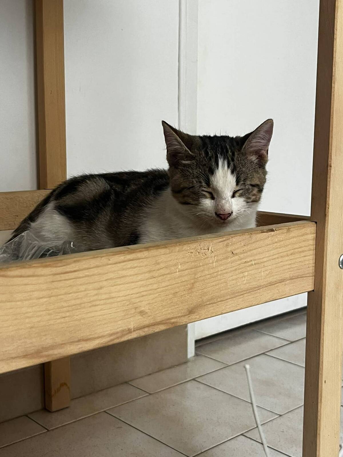Adoption Chester