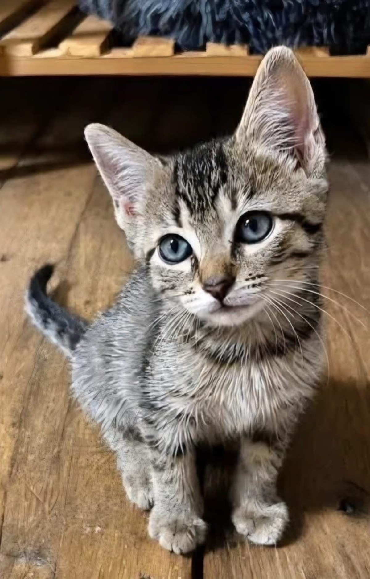 Adoption LIPSKA