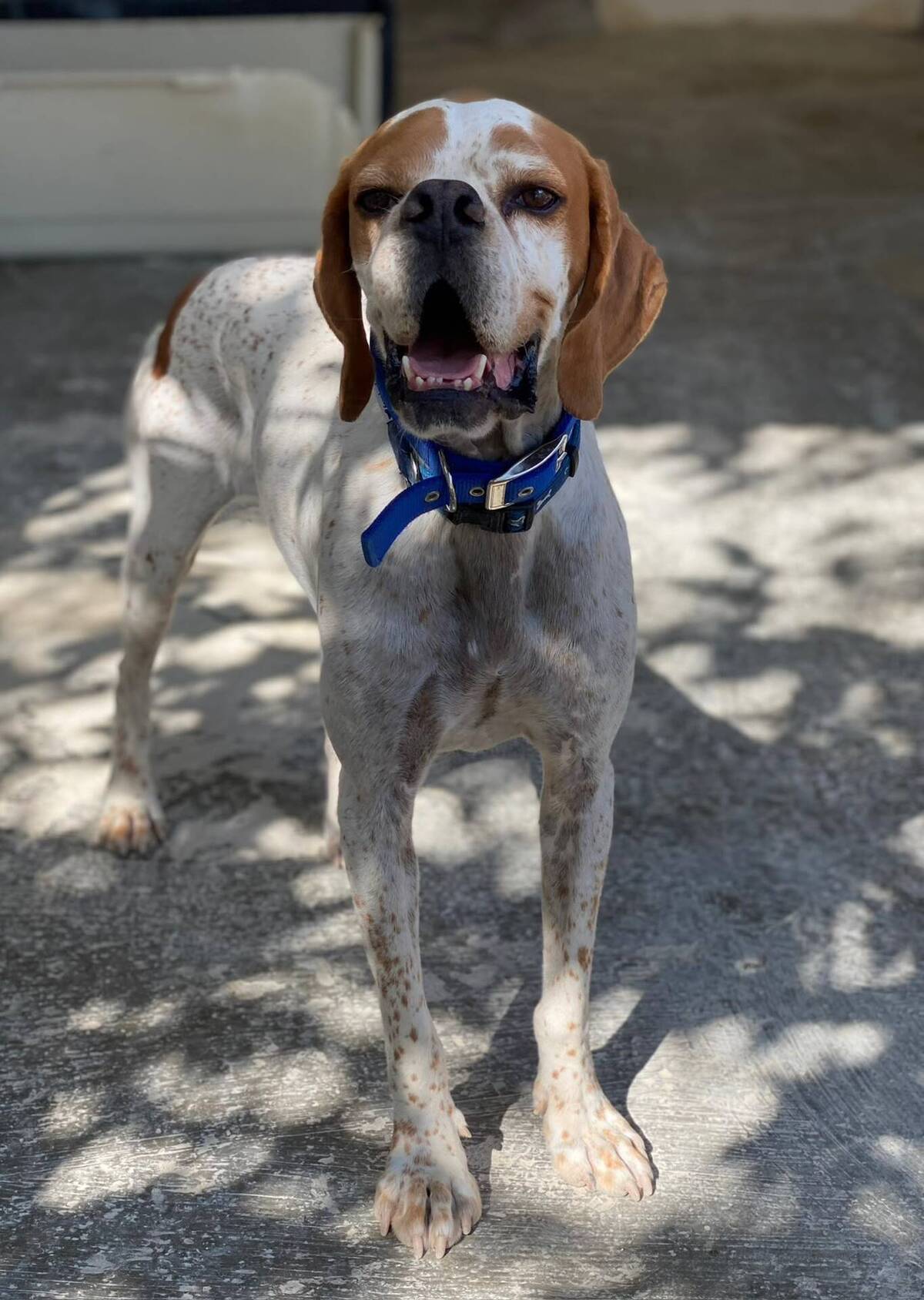 Adoption Scampy