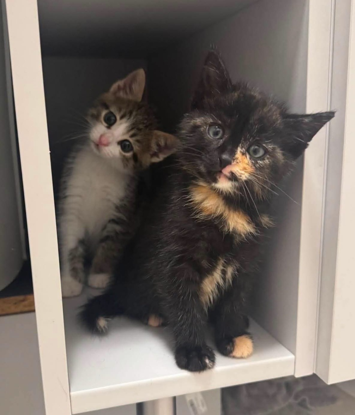 Adoption Spellman et Sabrina 
