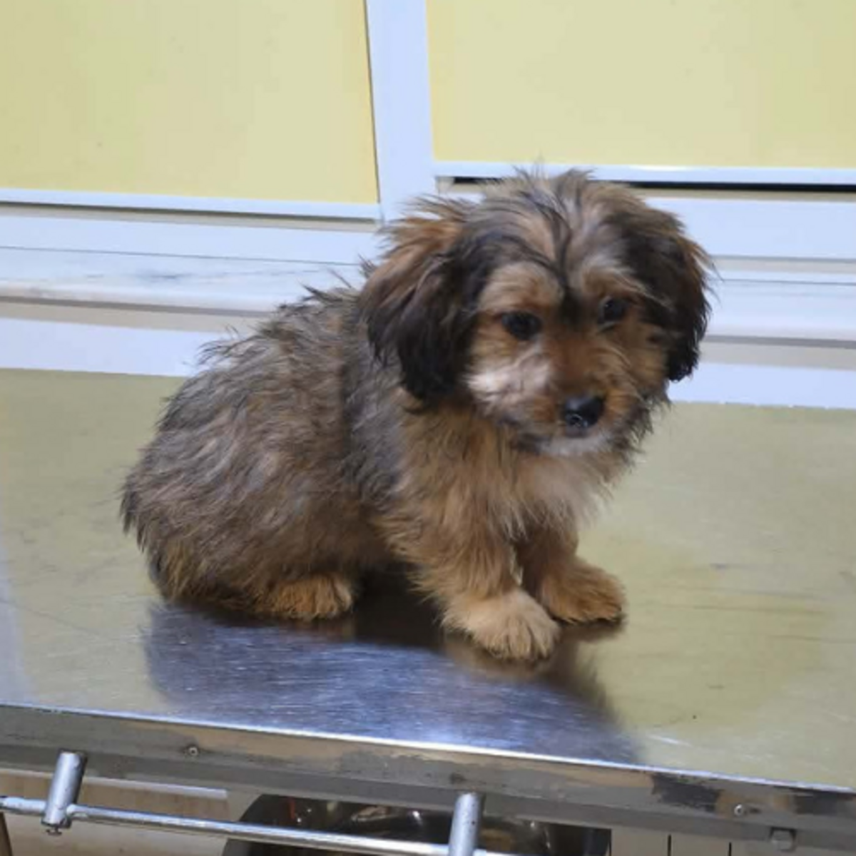 Adoption Scooby