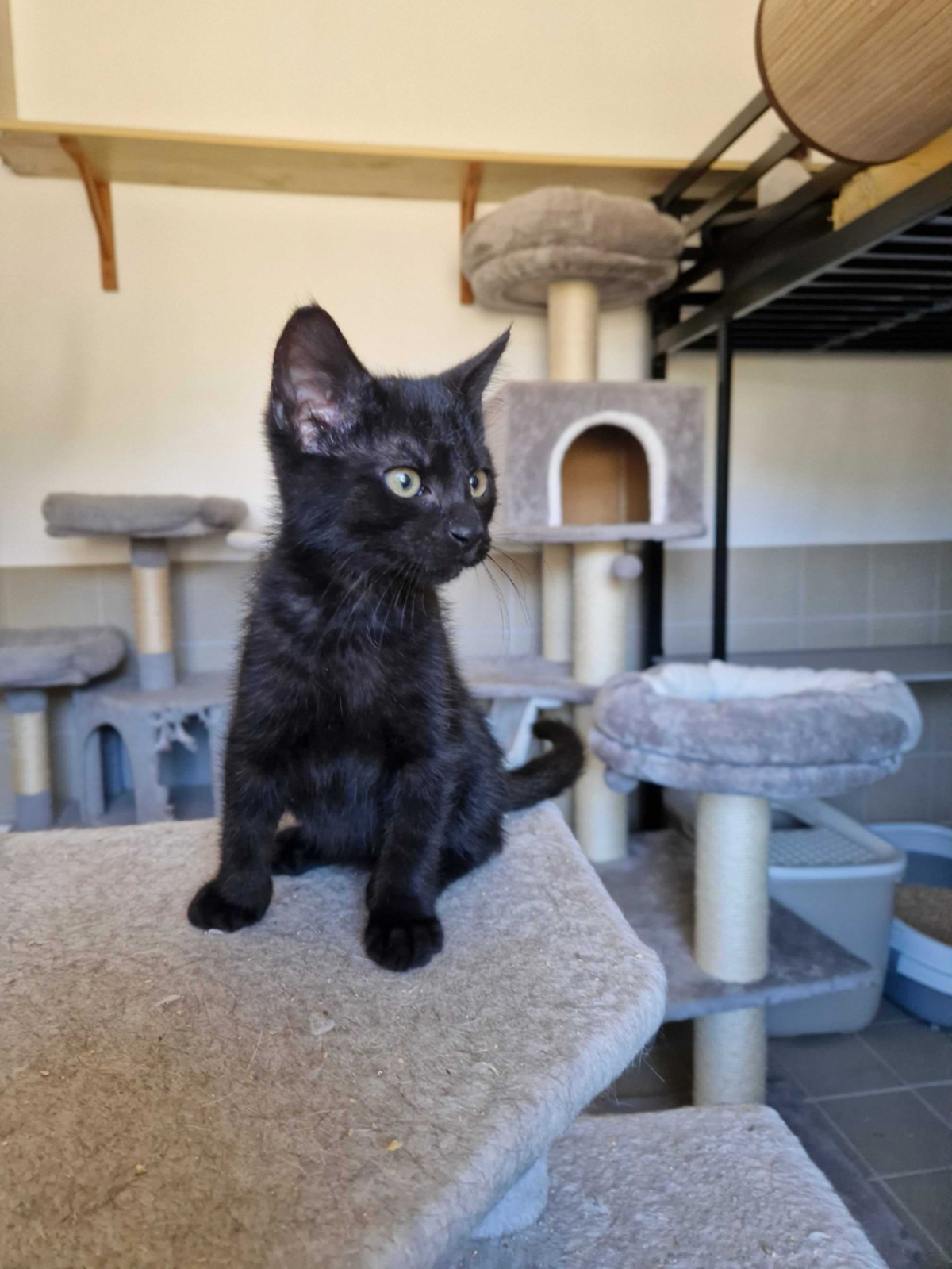 Adoption Brownie
