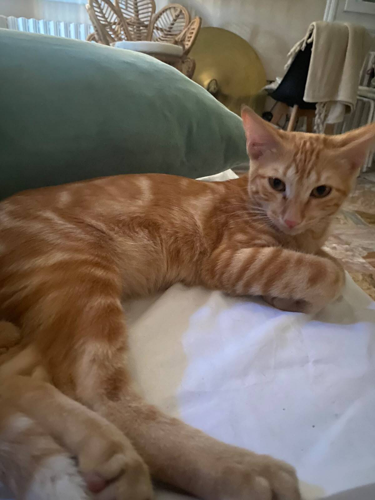 Adoption Nao
