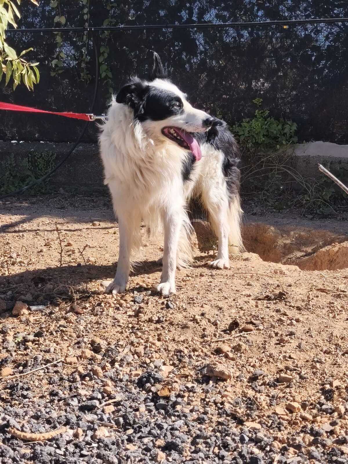 Adoption Emax