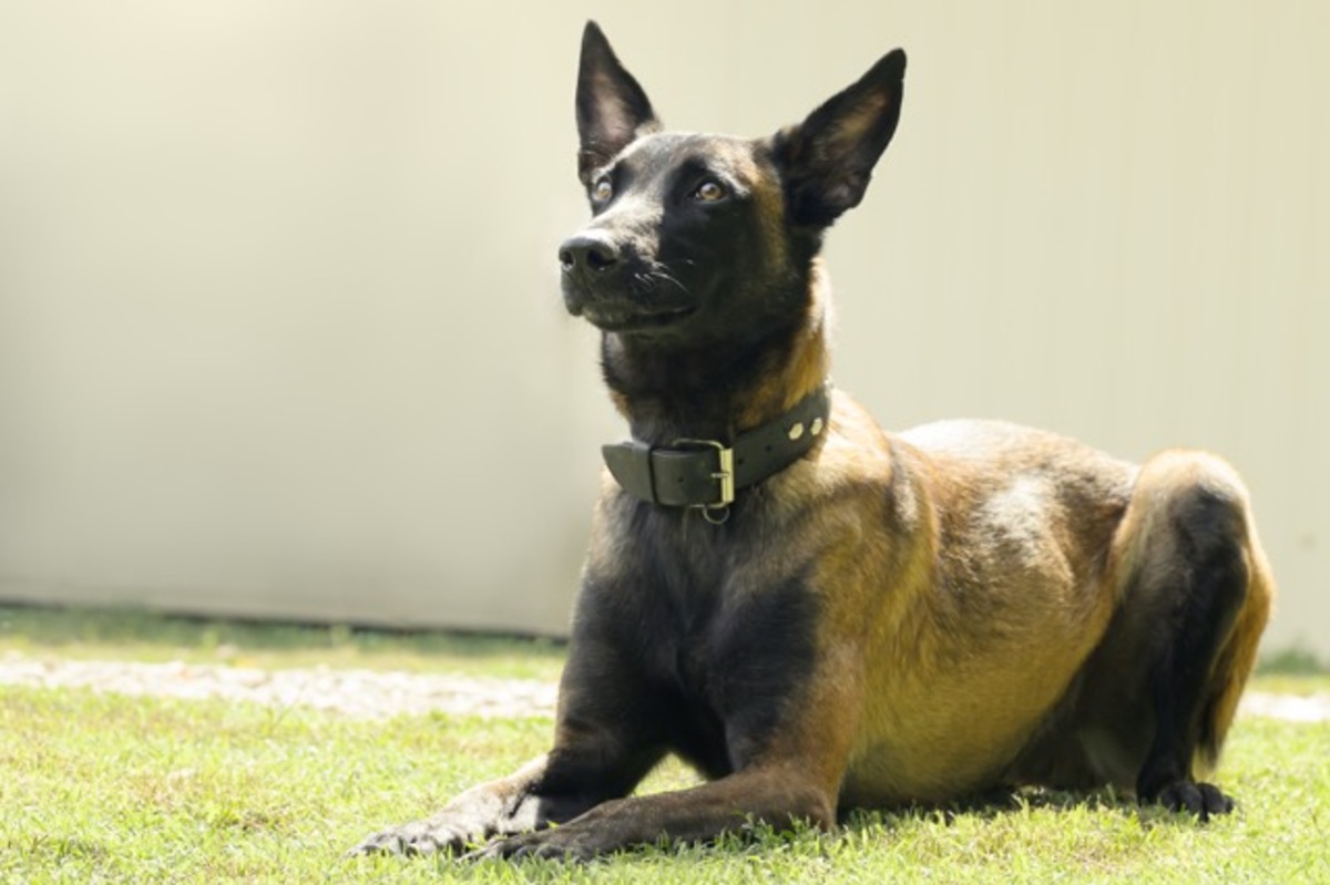 Adoption Farah
