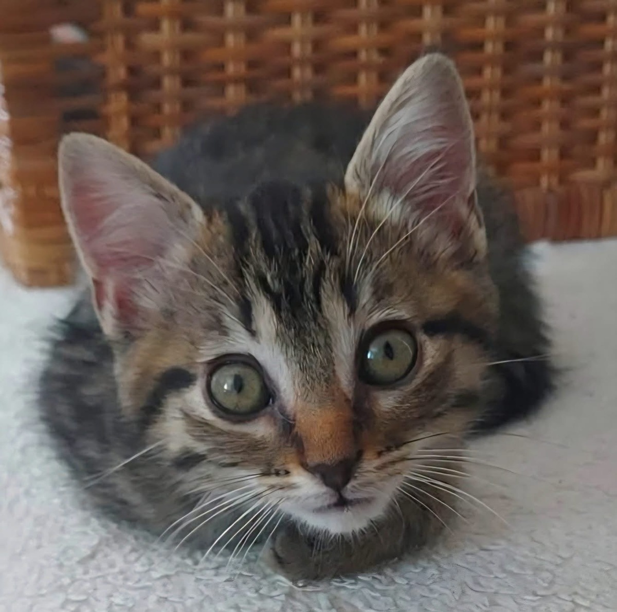 Adoption Sterenn 