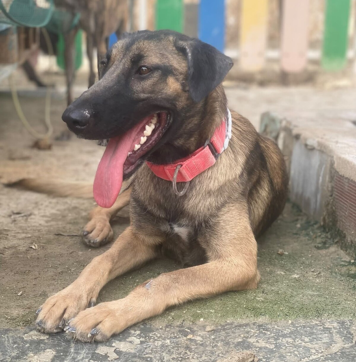 Adoption Beatriz