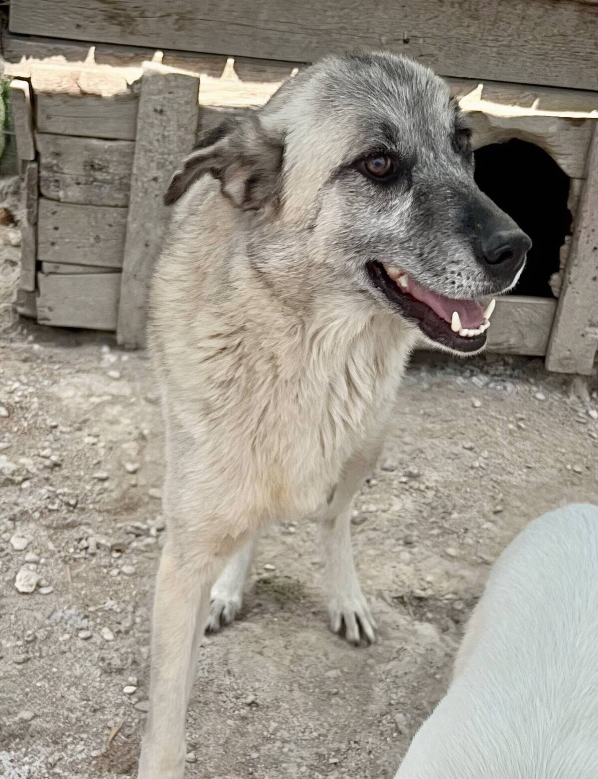 Adoption Frankie