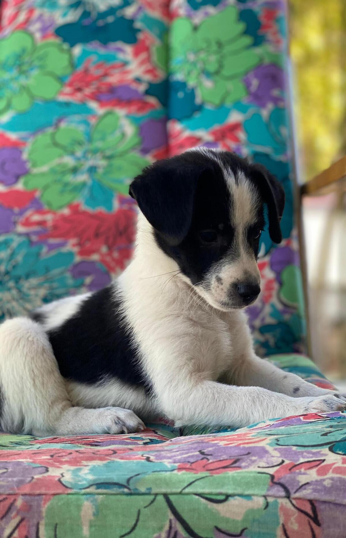 Adoption Lucke