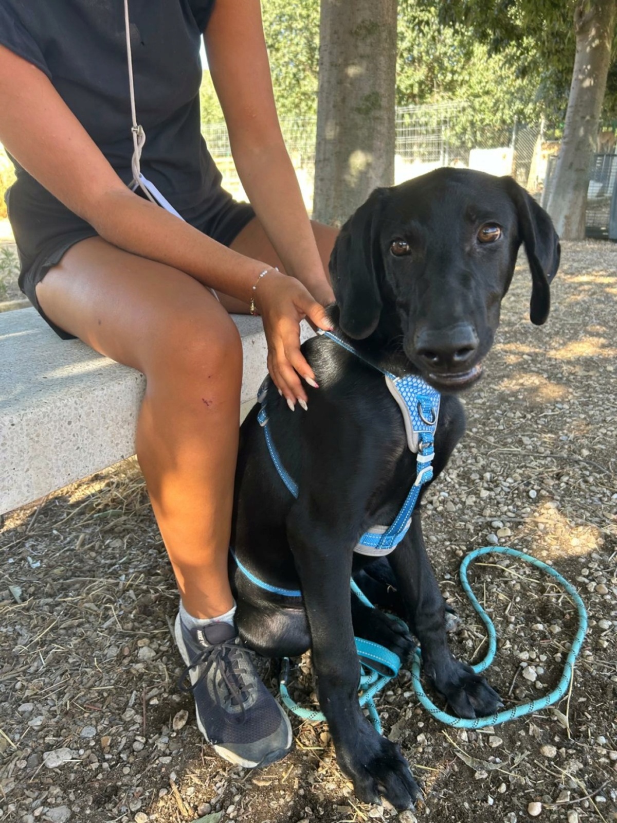 Adoption SCOOBY