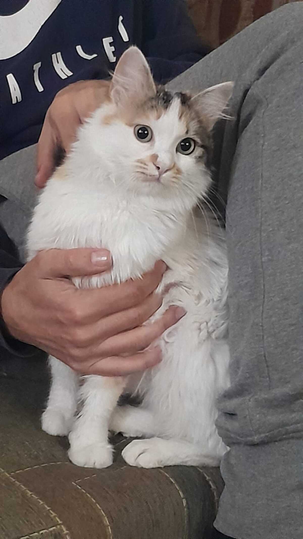 Adoption Elsa
