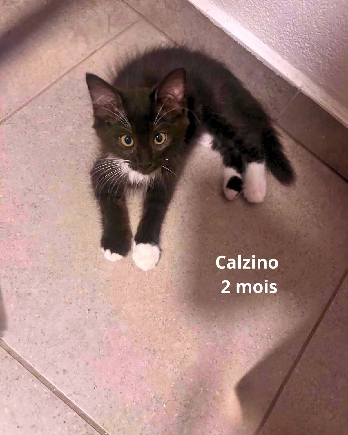 Adoption CALZINO