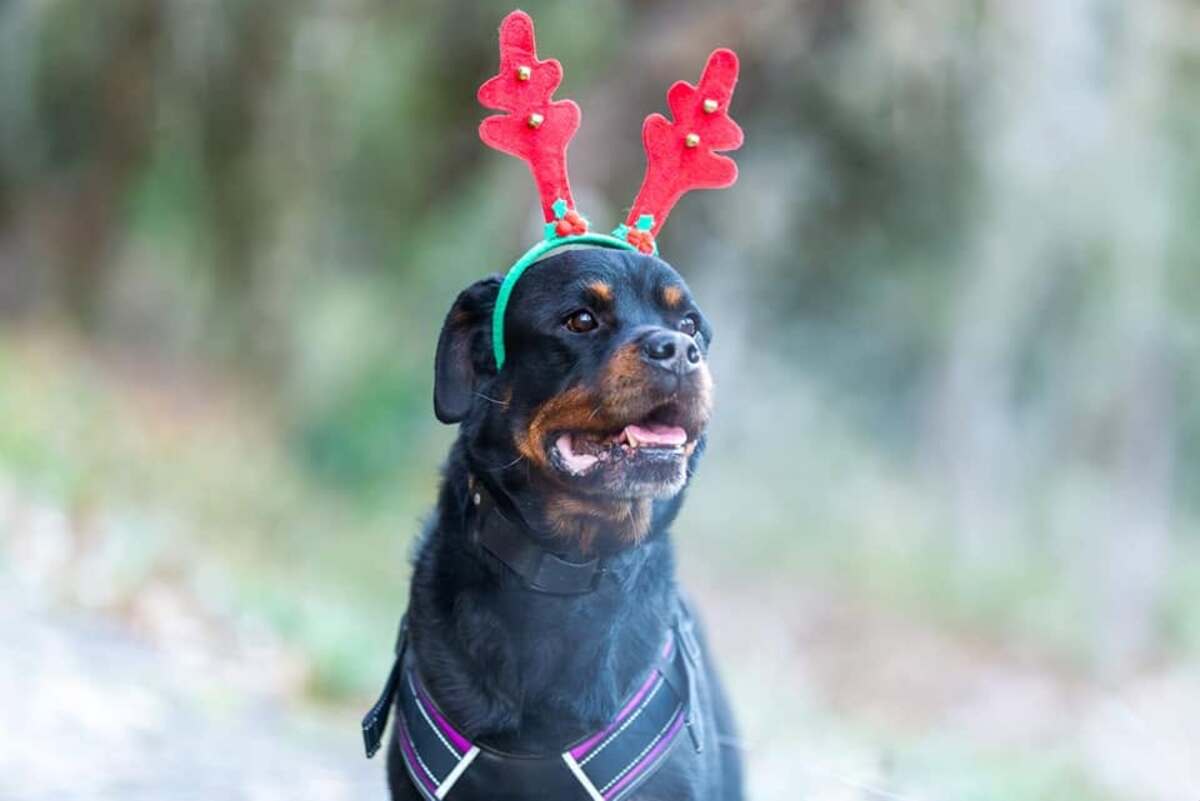 Adoption Jango